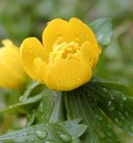 Tavolín zimný (Eranthis hiemalis (L.) Salisb.)